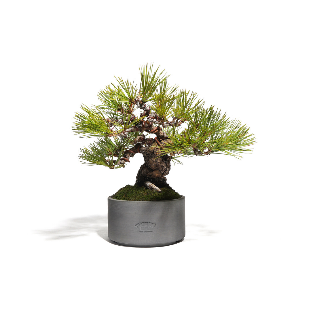 赤松 -Japanese red pine- （推定樹齢40年）-M0010-｜TRADMAN'S BONSAI